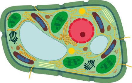 Муляж Plant Cell structure bm064