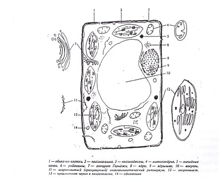 Схема строения растительной клетки