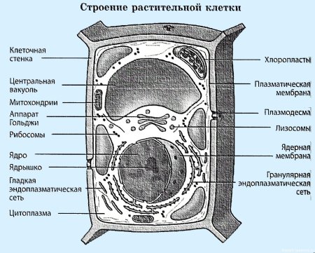 Схема строения растительной клетки