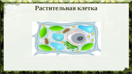 Схема строения растительной клетки 5 класс биология
