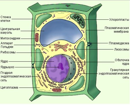 Органоиды растительной клетки клетки