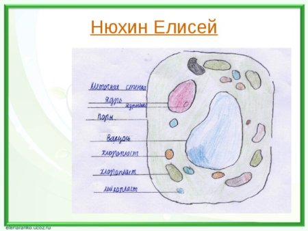 Модель растительной клетки 6 класс биология