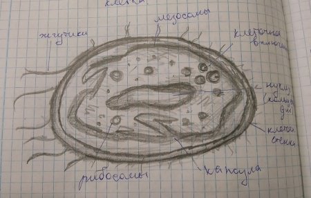 Строение клетки в тетради