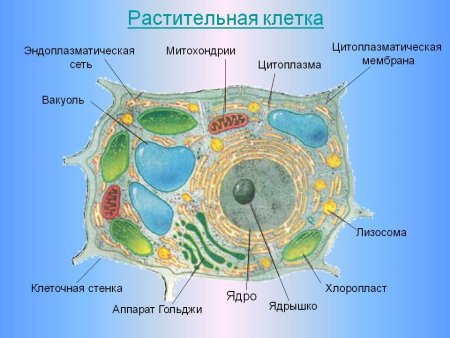 Схема строения растительной клетки