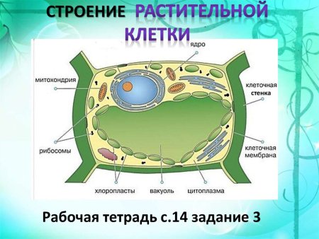 Растительная клетка 5 класс биология