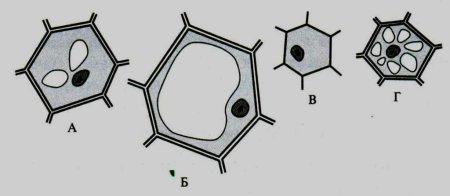 Развитие клетки