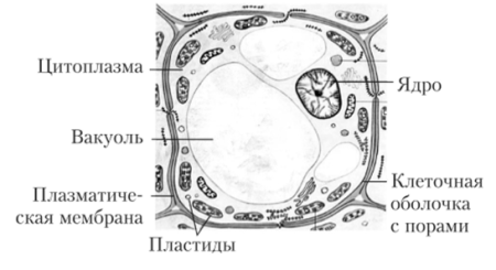 Строение растительной клетки схема 5 класс