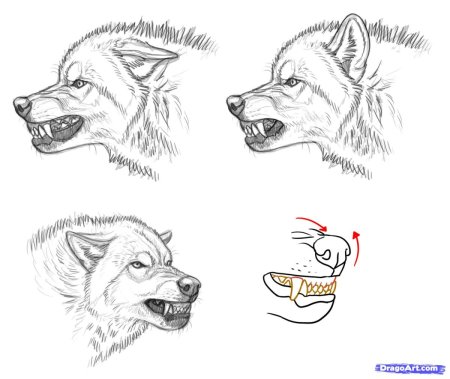 Морда волка рисунок карандашом