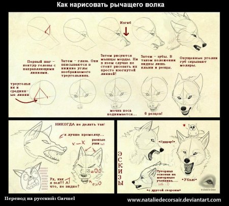 Волк скалится референс