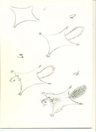 Нарисовать белку летягу