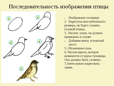 Уроки рисования птиц