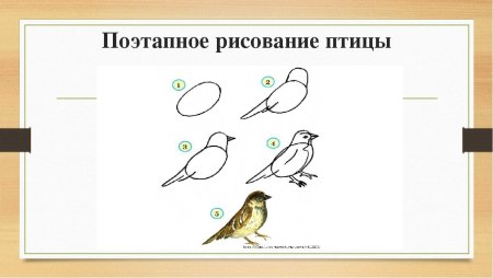Поэтапное рисование презентация