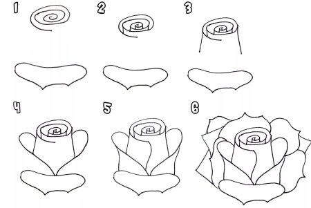 Роза рисунок пошагово