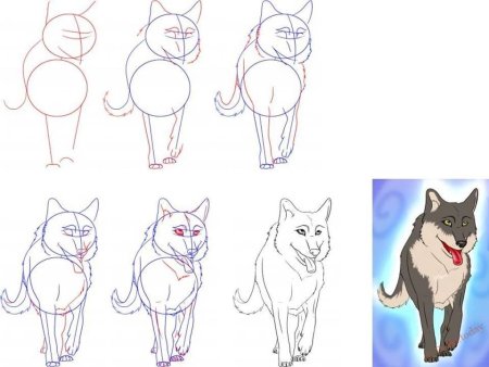 Как нарисовать волка поэтапно