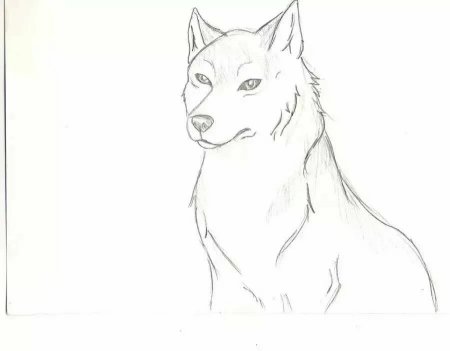 Волк для срисовки