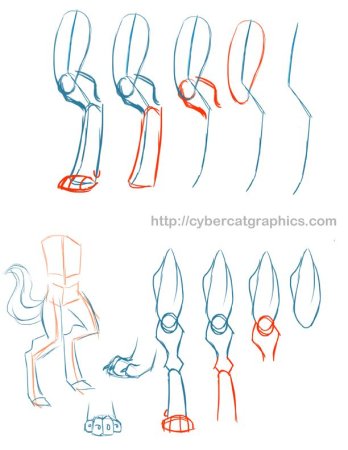 Анатомия фурри лапы для начинающих