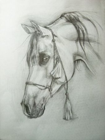 Лошадь карандашом