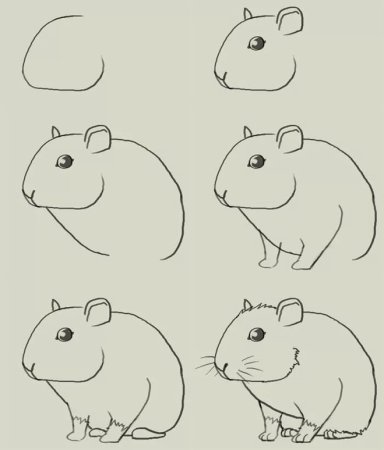 Как нарисовать хомяка поэтапно