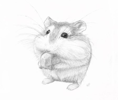 Схема рисования хомяка