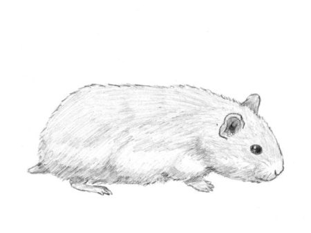 Хомяк рисунок