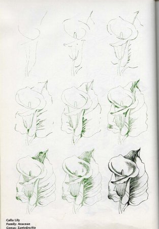 Скетчи цветы для начинающих