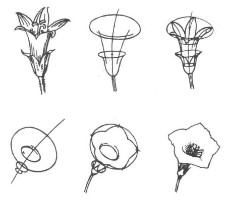 Конструктивное рисование цветов