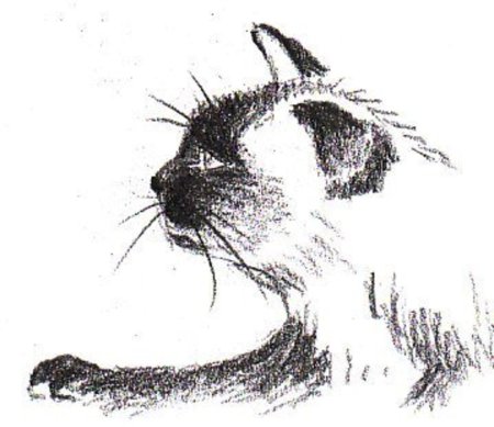 Рисование углем кот