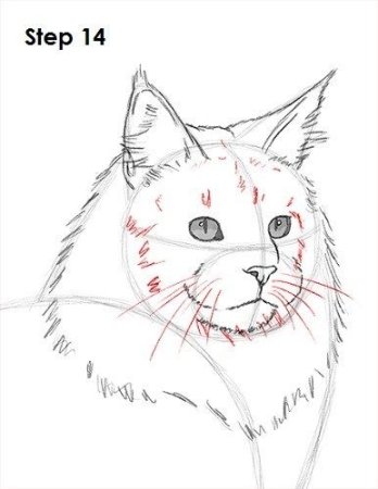 Мейн-кун рисунок лёгкий