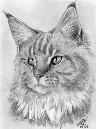 Мейн кун рисунок карандашом