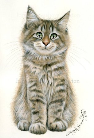 Мейн кун рисунок