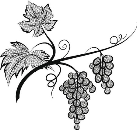 Веточка винограда для рисования