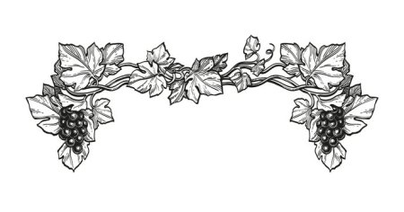 Виноградная лоза эскиз