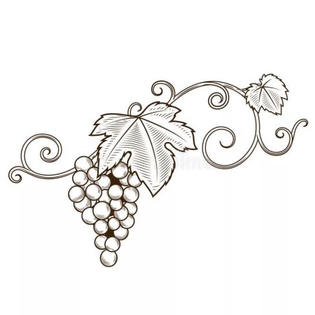 Орнамент Виноградная лоза в векторе