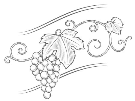 Виноградный узор в карандаше