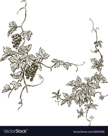 Виноградная ветвь орнамент
