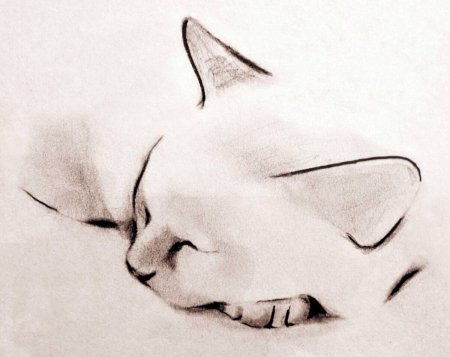 Kellas Campbell кошки