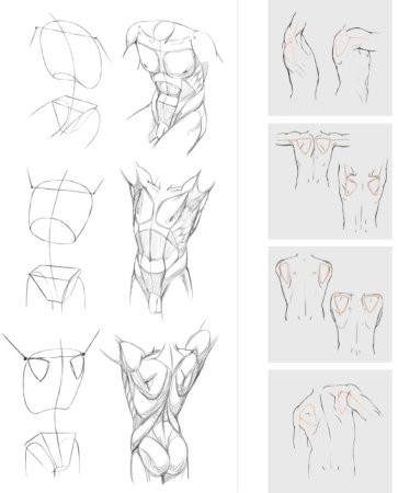 Анатомия для рисования для начинающих