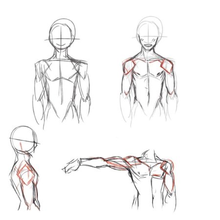 Простая анатомия человека для рисования