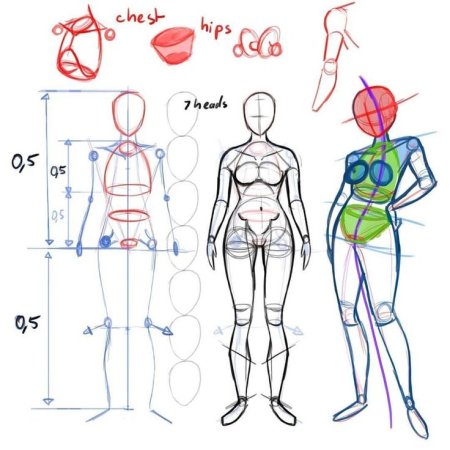 Анатомия тела человека для рисования