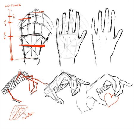 Руки референс анатомия кисти