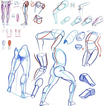 Анатомия для художников референсы