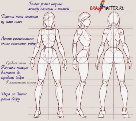 Пропорции тела человека референс