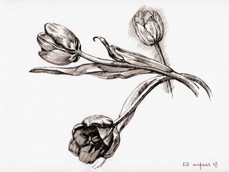 Рисунки тушью цветы для начинающих