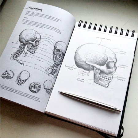 Джованни Чиварди анатомия для художника