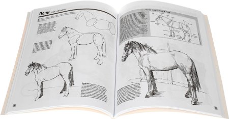 Основы рисования