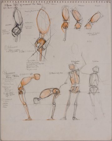 Анатомия для художника начинающего