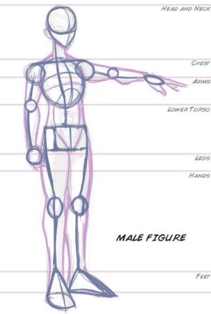 Анатомия тела человека для художников пропорции