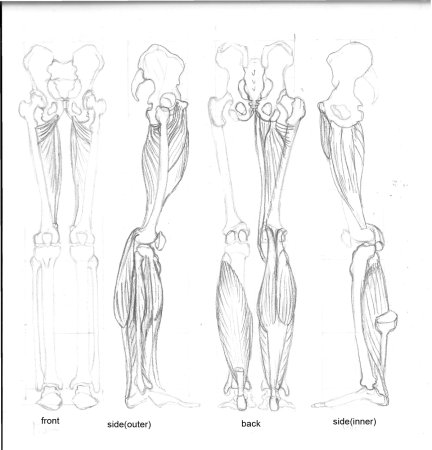 Анатомия срисовывать карандашом