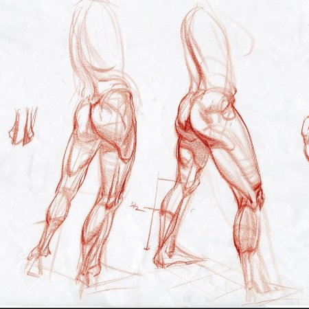 Мышцы ноги пластическая анатомия