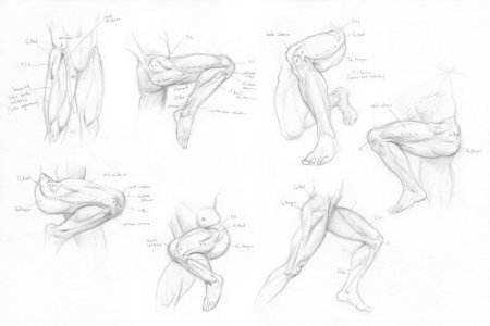 Анатомия для художника референс ноги
